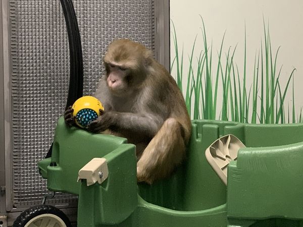圖 馬斯克公司「晶片植猴腦」驚傳16實驗猴