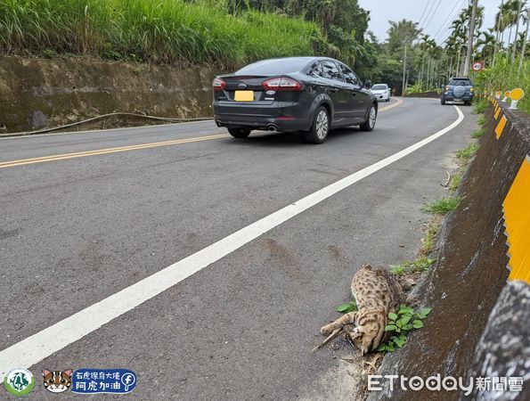 ▲已懷孕的母石虎不幸遭路殺。（圖／翻攝「石虎保育大使 阿虎加油」臉書粉專）