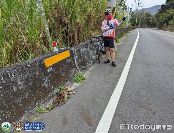 ▲已懷孕的母石虎不幸遭路殺。（圖／翻攝「石虎保育大使 阿虎加油」臉書粉專）