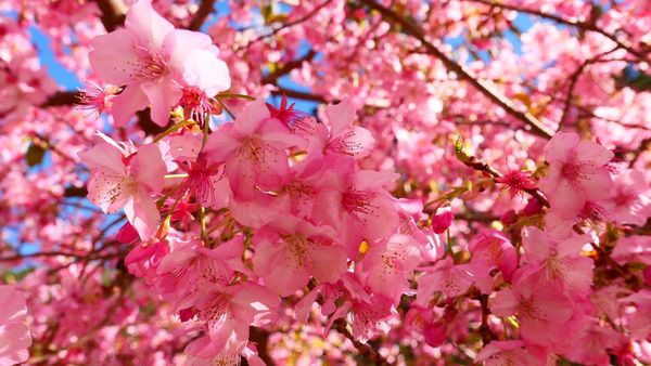 ▲▼武陵農場賞櫻一日遊。（圖／ReadyGo提供）