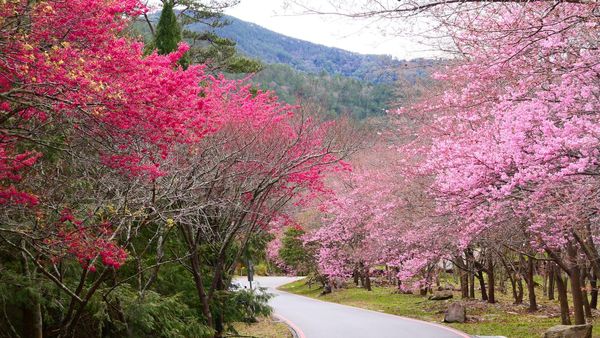 ▲▼武陵農場賞櫻一日遊。（圖／ReadyGo提供）