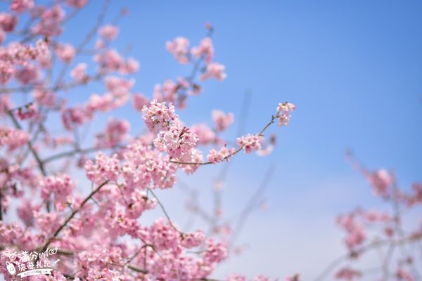 ▲▼桃園拉拉山櫻花。（圖／滿分的旅遊札記提供）