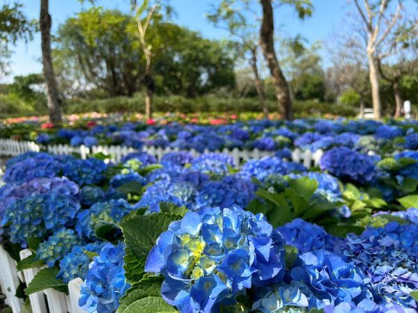 ▲大安森林公園繡球花,杜鵑花。（圖／公園處提供）