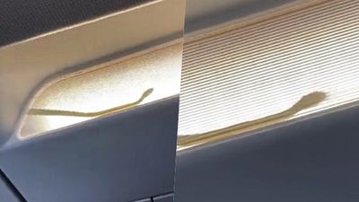 這次飛機上真的有蛇！機艙燈罩「長蛇吐信狂扭」畫面曝光　機長嚇壞緊急降落