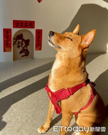 ▲米克斯犬沐浴陽光「烤到金黃」　舒適神情笑翻爸：其實在等零食。（圖／網友王若曦提供）