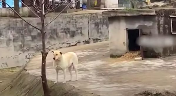 ▲▼動物園內母狗公狗。（圖／上游新聞）