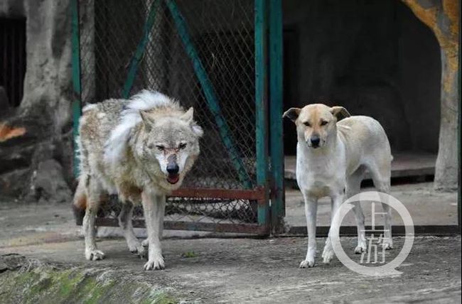 ▲▼動物園內母狗公狗。（圖／上游新聞）