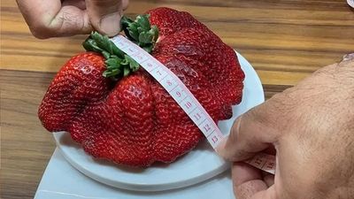 以色列「扇形草莓」總重290克　周長達34公分稱霸世界