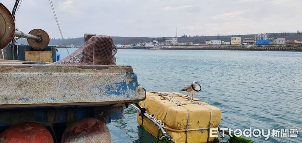 ▲▼澎湖海鳥套膠圈　海洋垃圾對生態傷害大。（圖／記者陳韋男攝）