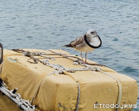 ▲▼澎湖海鳥套膠圈　海洋垃圾對生態傷害大。（圖／記者陳韋男攝）