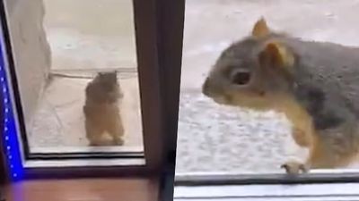 短裙妹下班回家「被一隻松鼠跟蹤」！牠沿路尾隨45分鐘　趴玻璃門緊盯不走