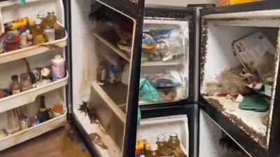 屋主出遠門「冰箱食物放著爛」！海量蟲蠅嚇壞清潔公司　以「生物危害」拒清理