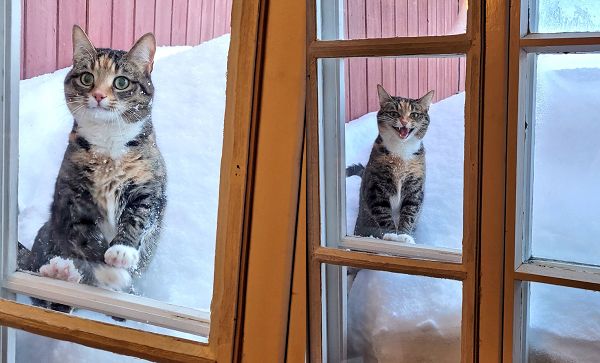 ▲▼「仙氣美貓」零下20度踏雪敲窗　喵喵叫在家門口揪他們出來玩。（圖／翻攝自Twitter:WalkingtheNorth）