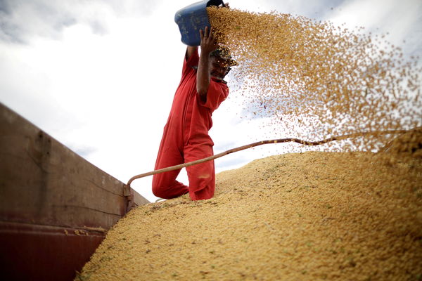 ▲黃豆、小麥、玉米相關的農糧概念股近期成為台股盤面焦點。（圖／路透）
