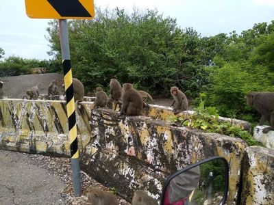 外送餐點遭「猴群搶劫」！打給客服遭回：去跟猴王求情　他傻眼