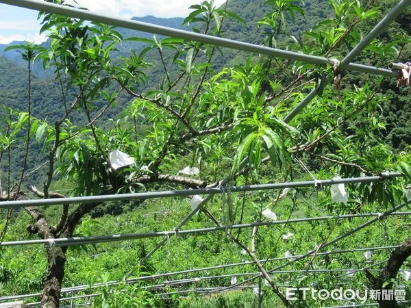 ▲低溫大魔王即將來襲　竹縣農業處提醒植作物防寒。（圖／記者陳凱力翻攝）