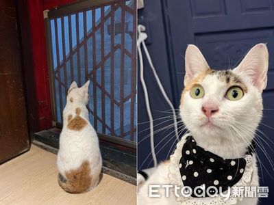 毛毛你在哪／背上有米老鼠！台北中正橋三花貓走失　天冷媽擔心