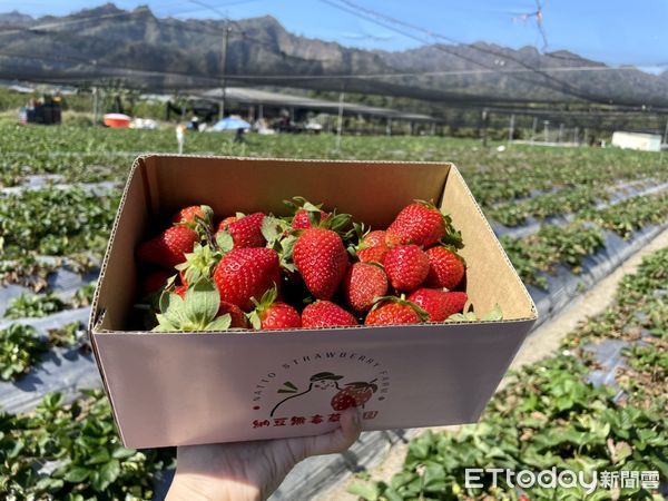 ▲▼ 南投納豆草莓園。（圖／記者周姈姈攝）