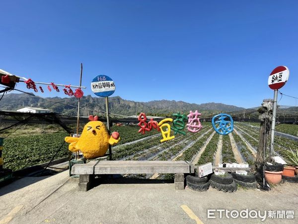 ▲▼ 南投納豆草莓園。（圖／記者周姈姈攝）