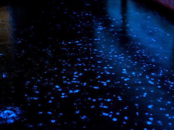 ▲絕美藍眼淚爆發。（圖／記者林名揚翻攝）