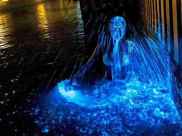 ▲絕美藍眼淚爆發。（圖／記者林名揚翻攝）