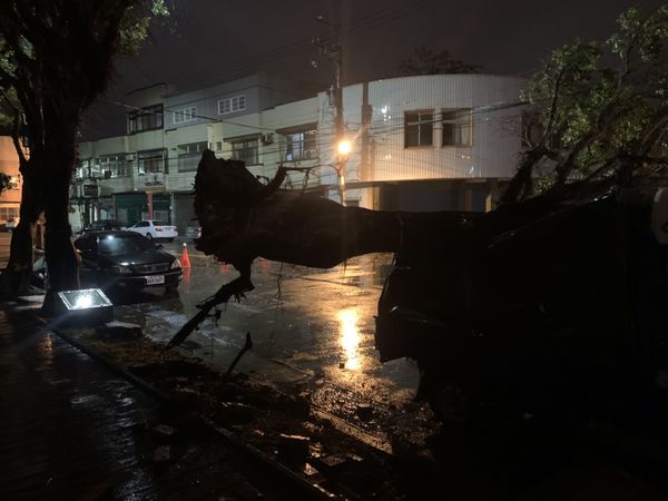 ▲▼台中海線風勢強勁，吹倒10公尺高老榕樹，還好車毀人無傷。（圖／警方提供）