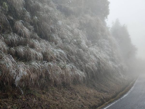 ▲▼太平山國家森林遊樂區翠峰林道，20日上午，被遊客拍到霧淞上樹雪國美景。（圖／遊客提供，下同）