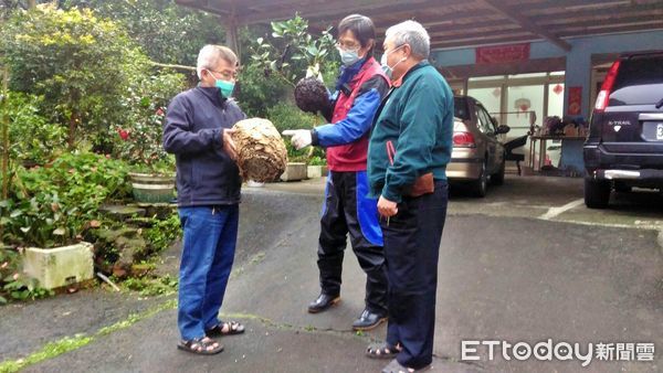 ▲錯認2顆大虎頭蜂窩嚇壞民眾 新北動保處：結果是蟻窩啦。（圖／新北市動保處提供）