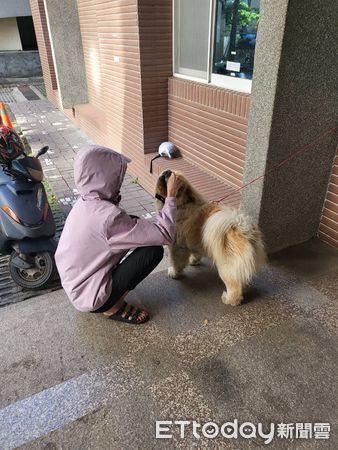 ▲快抱緊處理！「萌球」 鬆獅犬深夜大街閒晃　警PO網急尋狗主。（圖／民眾提供）