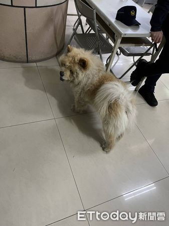 ▲ 鬆獅犬大街閒晃，警PO網急尋狗主。（圖／民眾提供）