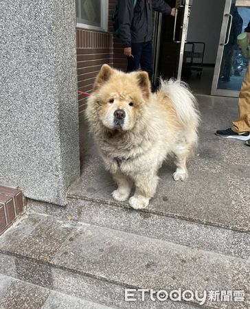 ▲ 鬆獅犬大街閒晃，警PO網急尋狗主。（圖／民眾提供）