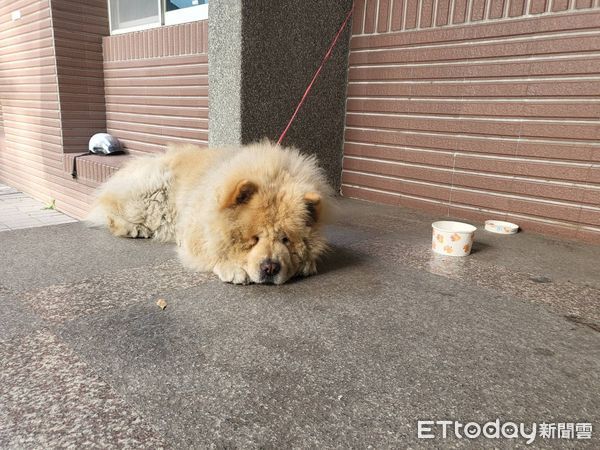 ▲ 鬆獅犬大街閒晃，警PO網急尋狗主。（圖／民眾提供）