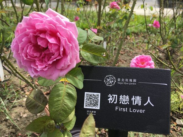 ▲目前佈置中的「祕密花園」就位於五彩玫瑰園旁,台北玫瑰展。（圖／公園處提供）