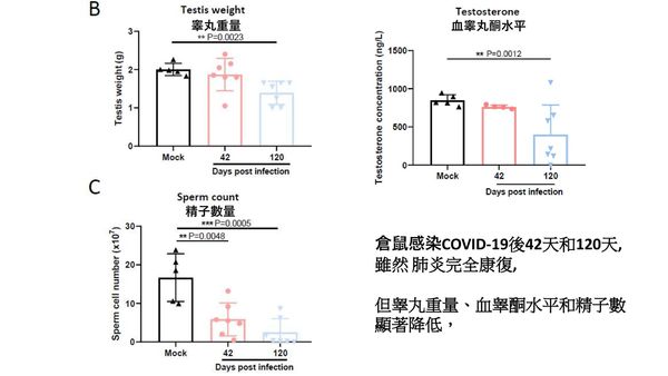 ▲▼倉鼠染新冠後「睪丸嚴重萎縮」　研究：男人生育能力可能受影響。（圖／翻攝香港大學）