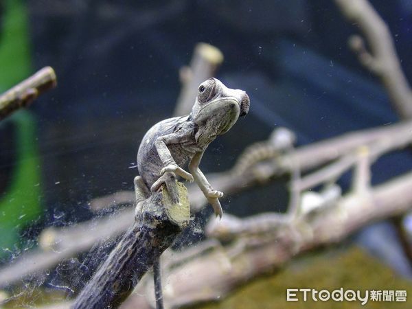 ▲▼入冬首波寒流強勢來襲　動物園低溫喜迎新生命。（圖／台北市立動物園提供）