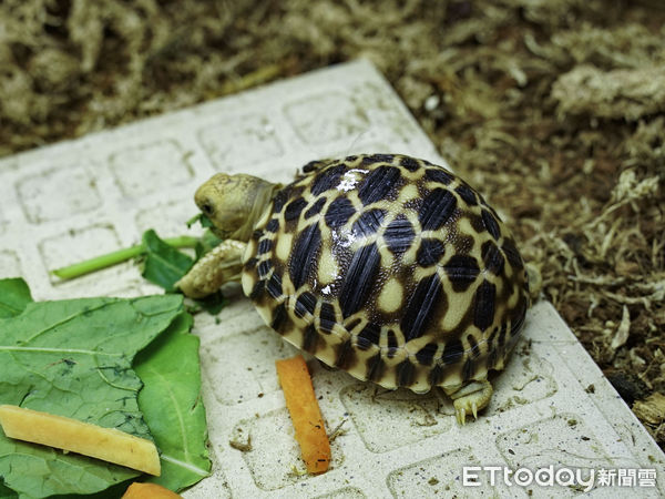 ▲▼入冬首波寒流強勢來襲　動物園低溫喜迎新生命。（圖／台北市立動物園提供）