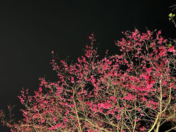 ▲「2022樂活夜櫻季」只展到2月28日，目前第一區寒櫻花期已達尾聲，第二區的八重櫻正滿開。（圖／公園處提供）