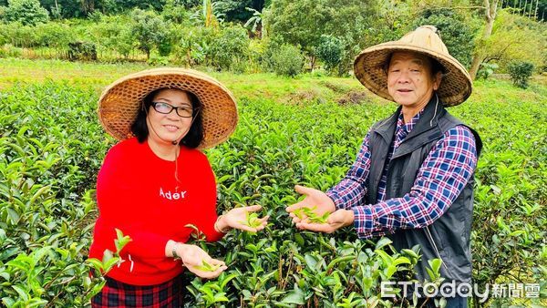 ▲退而不休茶情延長賽 三峽茶農范李淑治獲碧螺春茶王特等獎。（圖／新北市農業局提供）