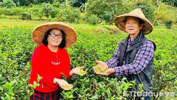 ▲退而不休茶情延長賽 三峽茶農范李淑治獲碧螺春茶王特等獎。（圖／新北市農業局提供）