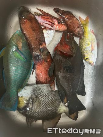 ▲▼寒流發威 澎湖海邊出現凍死魚凍將龜 。（圖／記者陳韋男攝）