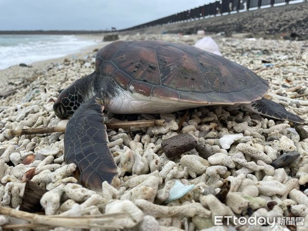 ▲▼寒流發威 澎湖海邊出現凍死魚凍將龜 。（圖／記者陳韋男攝）