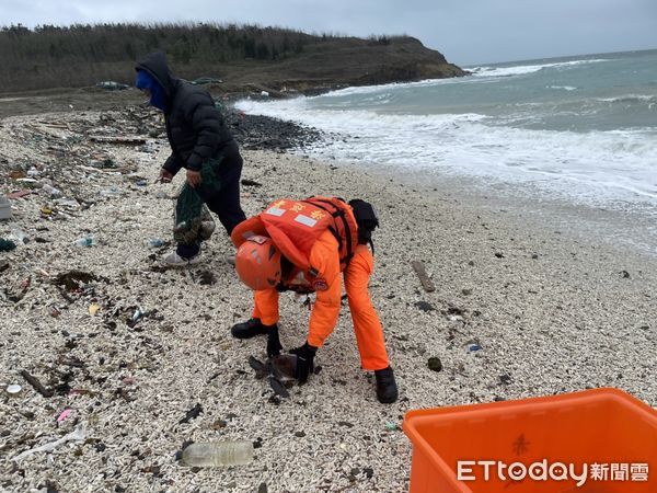 ▲▼ 寒流發威 澎湖海邊出現凍死魚凍僵龜。（圖／記者陳韋男攝）