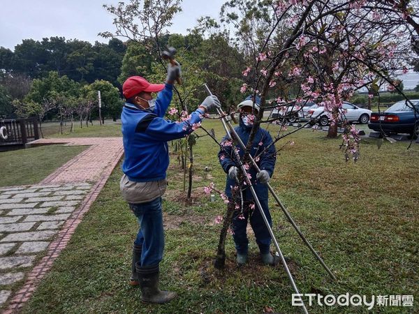 ▲台南山上水道博物館淨水池區櫻花受寒害到波及，雨勢造成土質鬆軟，加上強風襲擊，部分櫻花樹出現歪斜現象，館方冒雨搶救豎立支架，確保櫻花無礙。（圖／記者林悅翻攝，下同）