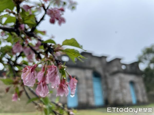 ▲台南山上水道博物館淨水池區櫻花受寒害到波及，雨勢造成土質鬆軟，加上強風襲擊，部分櫻花樹出現歪斜現象，館方冒雨搶救豎立支架，確保櫻花無礙。（圖／記者林悅翻攝，下同）