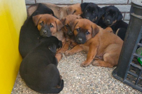 ▲家門前冒出8幼犬躲雨。（圖／取自爆怨公社）