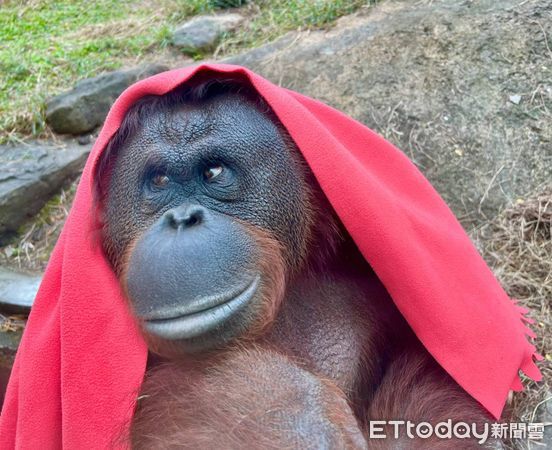 ▲壽山動物園紅毛猩猩「咪咪」、「阿宏」披毛毯，整個動物園就像牠的伸展台。（圖／壽山動物園提供）