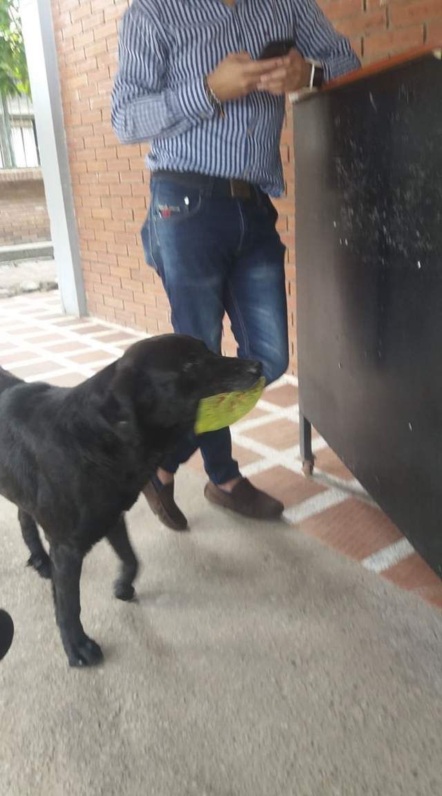 ▲▼哥倫比亞一所學校校狗，叼著樹葉到福利社買餅乾。（圖／翻攝自thedodo）