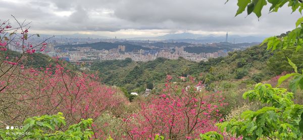 ▲騰龍御櫻山櫻花及八重櫻滿開，昭和櫻正在準備了。（圖／翻攝自騰龍御櫻）