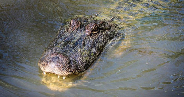 男子河邊洗澡慘被鱷魚吃掉。（圖／Pixabay）