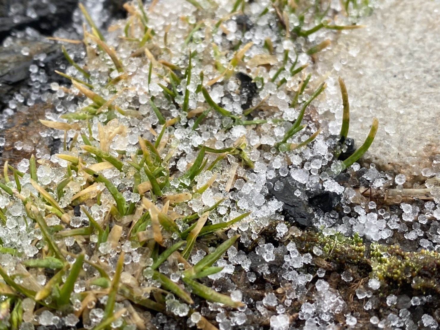 ▲▼玉山下雪。（圖／氣象局）